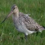 Sample 4 – Bar tailed godwit