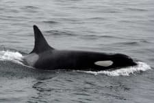 Sample 5 – Killer whale