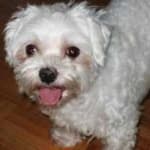 Sample 5 – Maltese