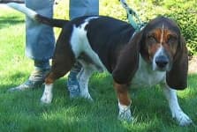 Sample 4 – Bloodhound