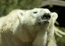Sample 3 – Polar bear