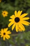Sample 1 – Black eyed susan
