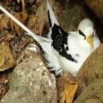 Sample 3 – White tailed tropic