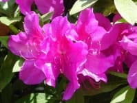 Sample 3 – Azalea