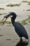 Sample of Little blue heron