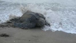 Sample 3 – Leatherback turtle