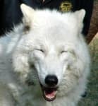 Sample 3 – White wolf