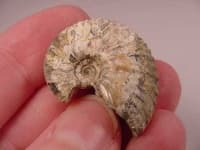 Sample 2 – Chambered nautilus