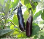 Sample 6 – Eggplant