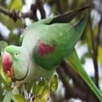 Sample 3 – Alexandrine parakeet