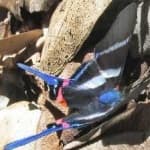 Sample 6 – Metalmark