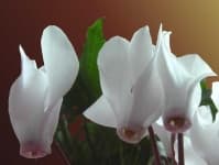 Sample 6 – Cyclamen