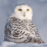 Sample 4 – Snowy owl
