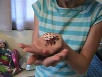 Sample 3 – Hermit crab