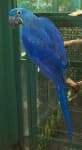Sample 4 – Macaw