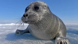 Sample 4 – Seal