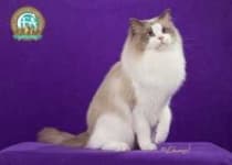 Sample 6 – Ragdoll