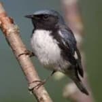 Sample 3 – Black throated warbler