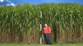 Sample 2 – Grass