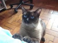 Sample 2 – Siamese
