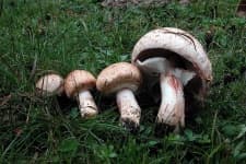 Sample 6 – Agaricus