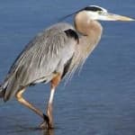 Sample 6 – Blue heron