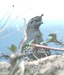 Sample 6 – Quail