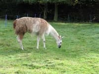 Sample 2 – Llama