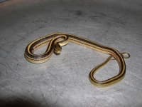 Sample 4 – Garter snake