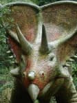 Sample 1 – Triceratops