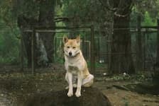Sample 3 – Dingo