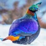 Sample 3 – Himalayan monal