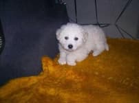 Sample 6 – Kuvasz