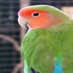 Sample 1 – Rosy faced lovebird