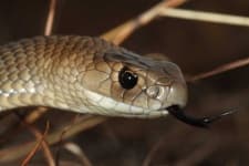 Sample 2 – Snake