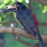 Sample 5 – Collared aracari