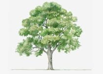 Sample 1 – Tree