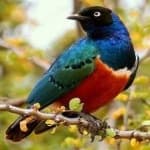 Sample 4 – Superb starling