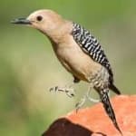 Sample 6 – Gila woodpecker