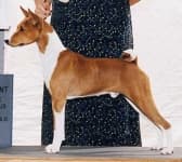 Sample 4 – Basenji
