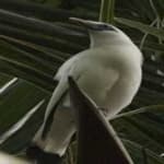 Sample 4 – Bali starling