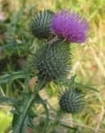 Sample 2 – Spear thistle