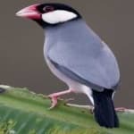 Sample 1 – Java sparrow