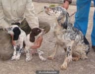 Sample 3 – English setter