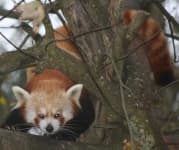 Sample 4 – Lesser panda