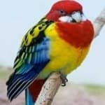 Sample 1 – Eastern rosella