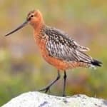 Sample 2 – Bar tailed godwit