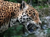 Sample 13 – Jaguar car