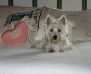 Sample 5 – West highland white terrier