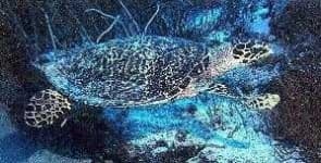 Sample 4 – Hawksbill